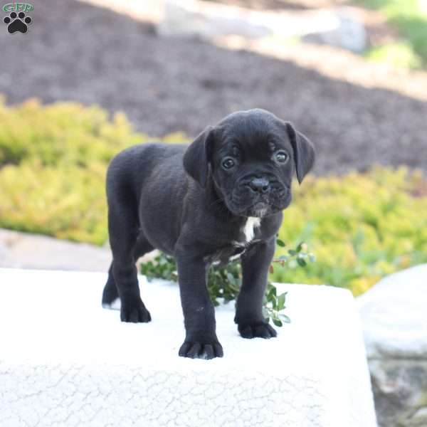Dawn, Cane Corso Puppy